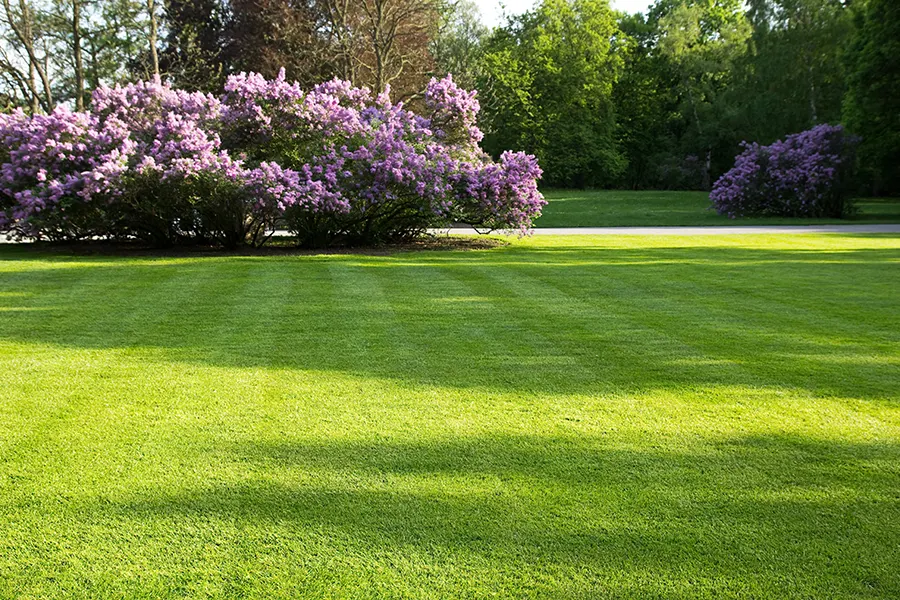 landscape-maintenance